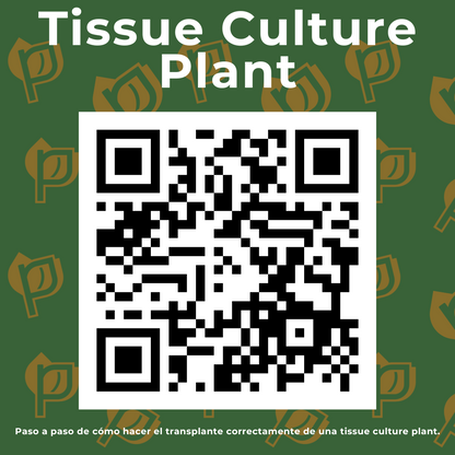 Anthurium Brownii (5 plants) - TISSUE CULTURE