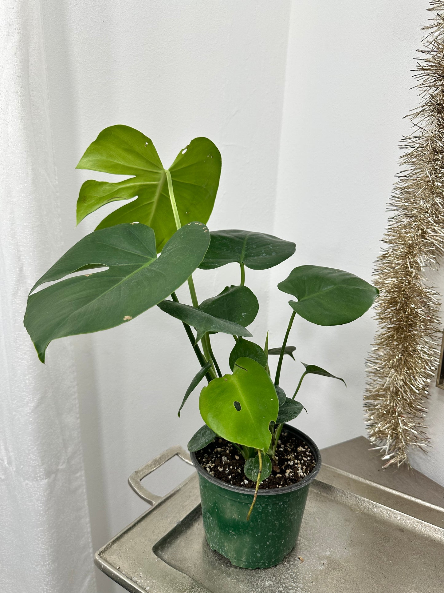 Monstera deliciosa