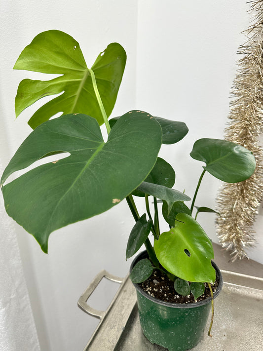 Monstera deliciosa