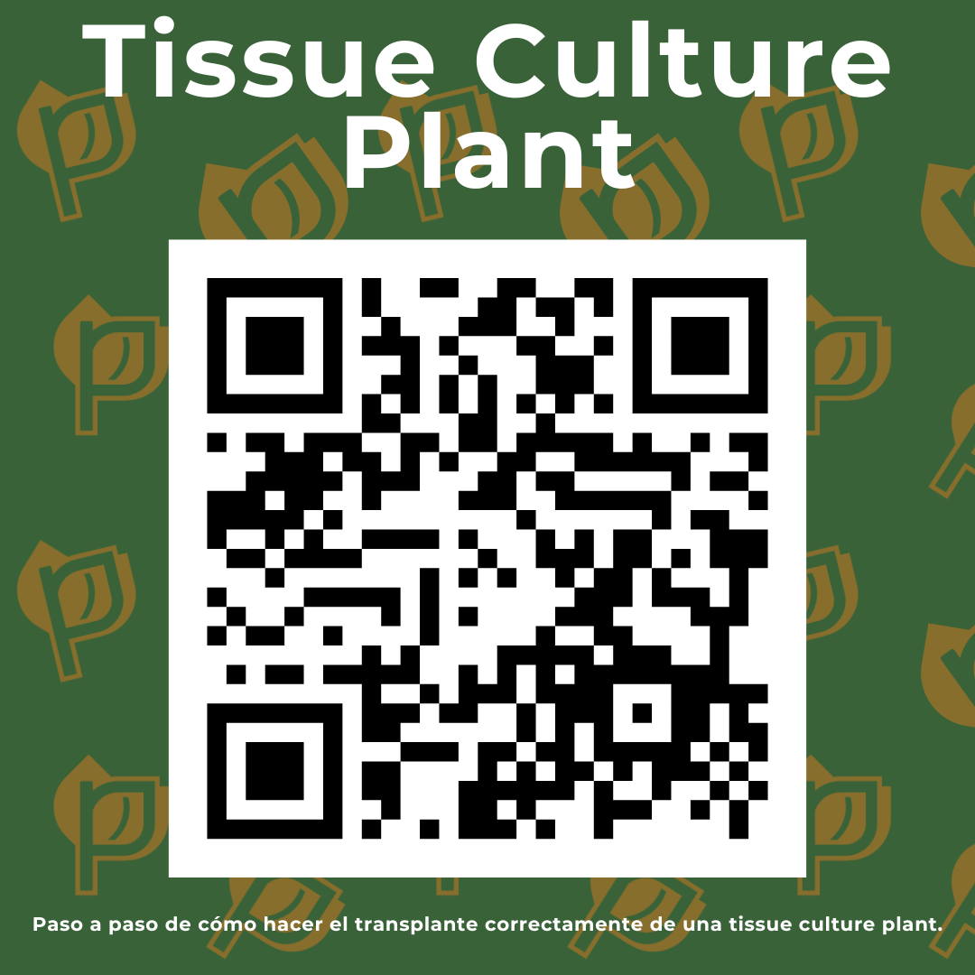 Monstera thai Constellation- TISSUE CULTURE