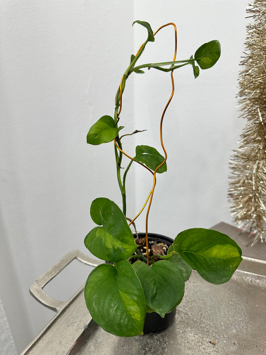 Global Green Pothos