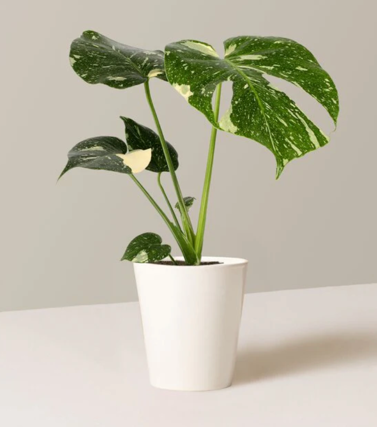 Monstera thai Constellation- TISSUE CULTURE