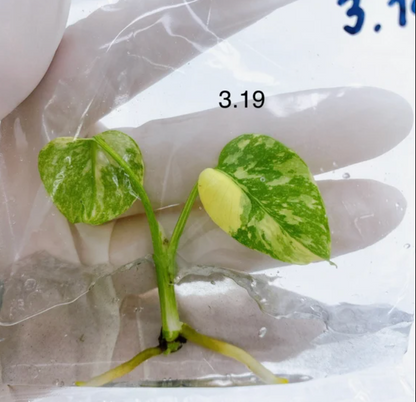 Anthurium Brownii (5 plants) - TISSUE CULTURE