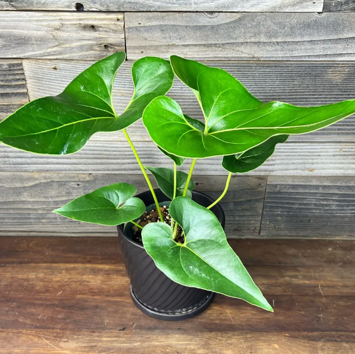 Anthurium Brownii (5 plants) - TISSUE CULTURE