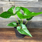 Anthurium Brownii (5 plants) - TISSUE CULTURE