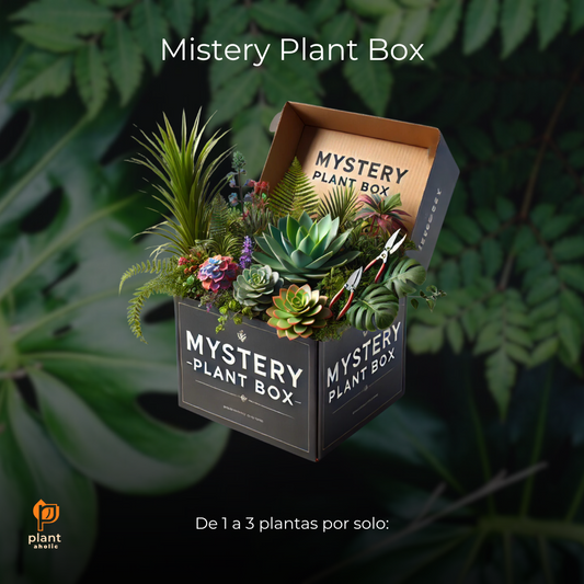 Mistery Plant Box