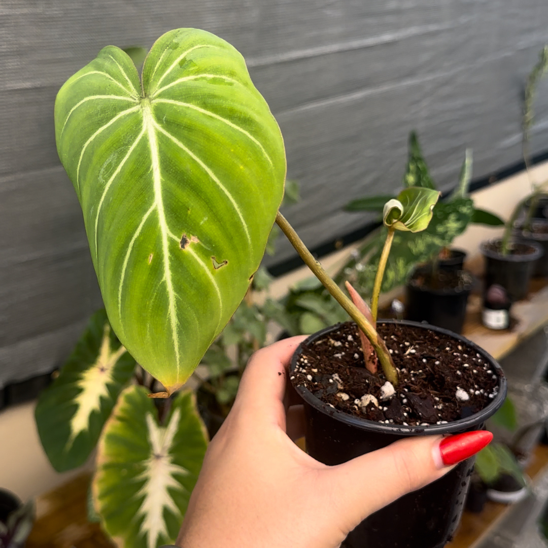 Philodendron gloriosum