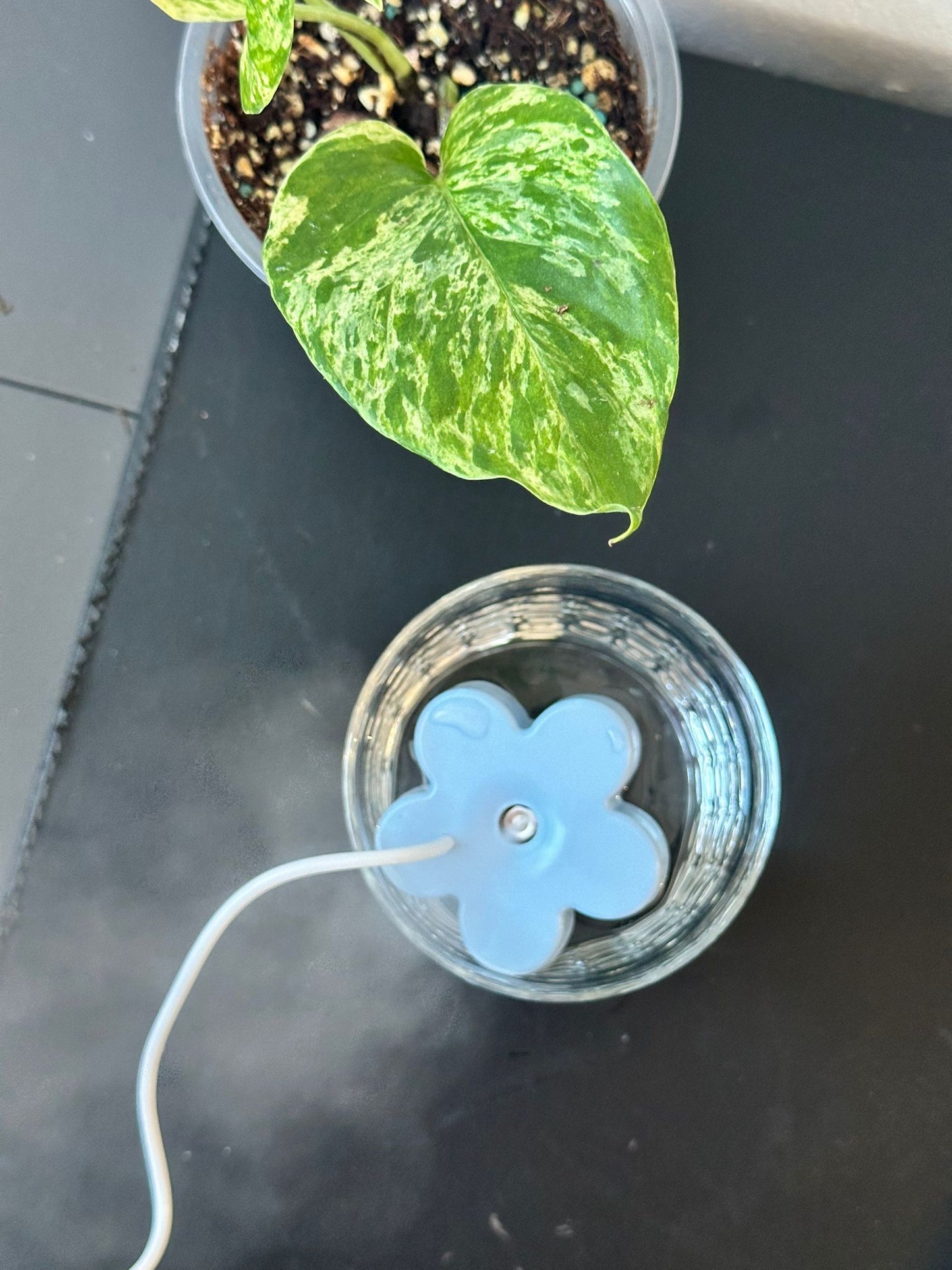 Portable Humidifier for Plants