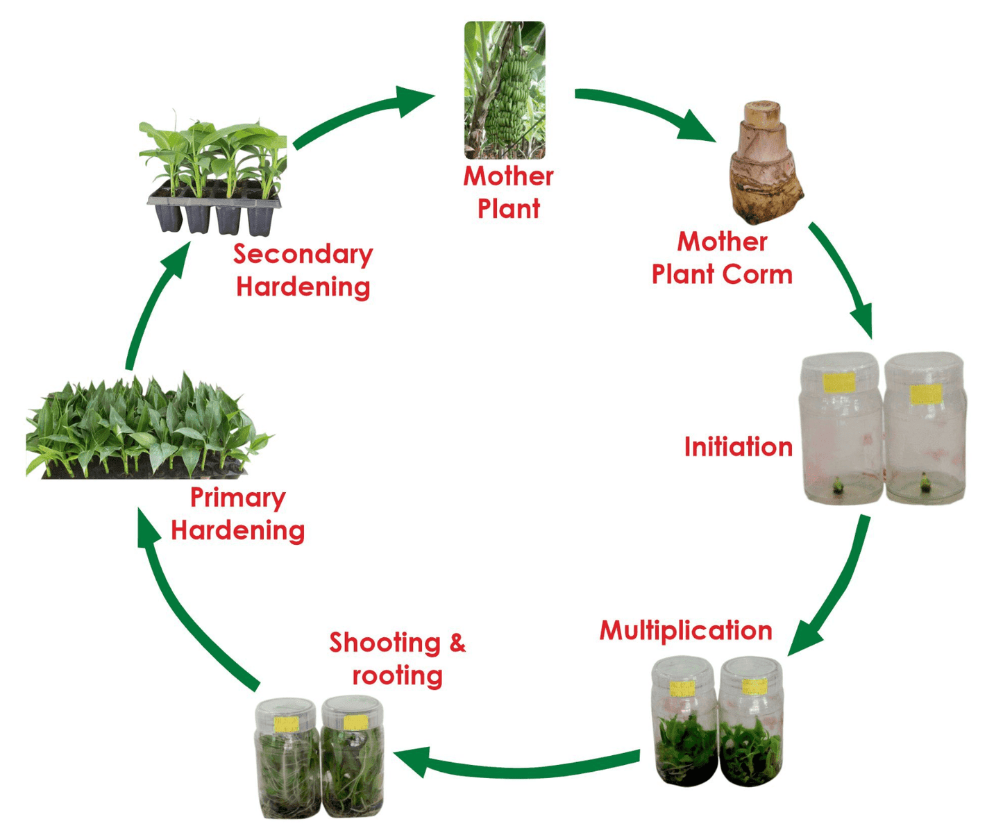 Monstera thai Constellation- TISSUE CULTURE